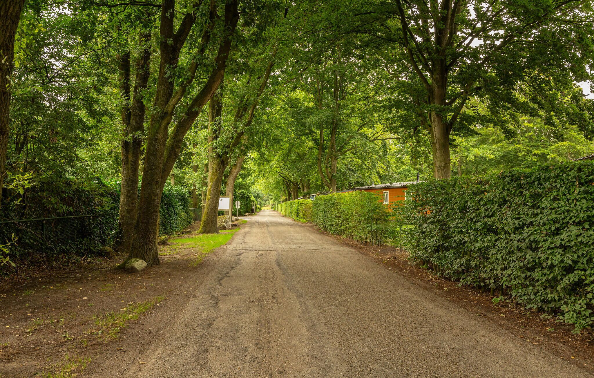 A rural road flanked by trees and a hedge, leading to a small building.