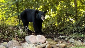 A black bear in a forested area with rocks and foliage. - Smoky Bear Crossing - Downtown Corner Condo, Walk to Attractions (Gatlinburg)
