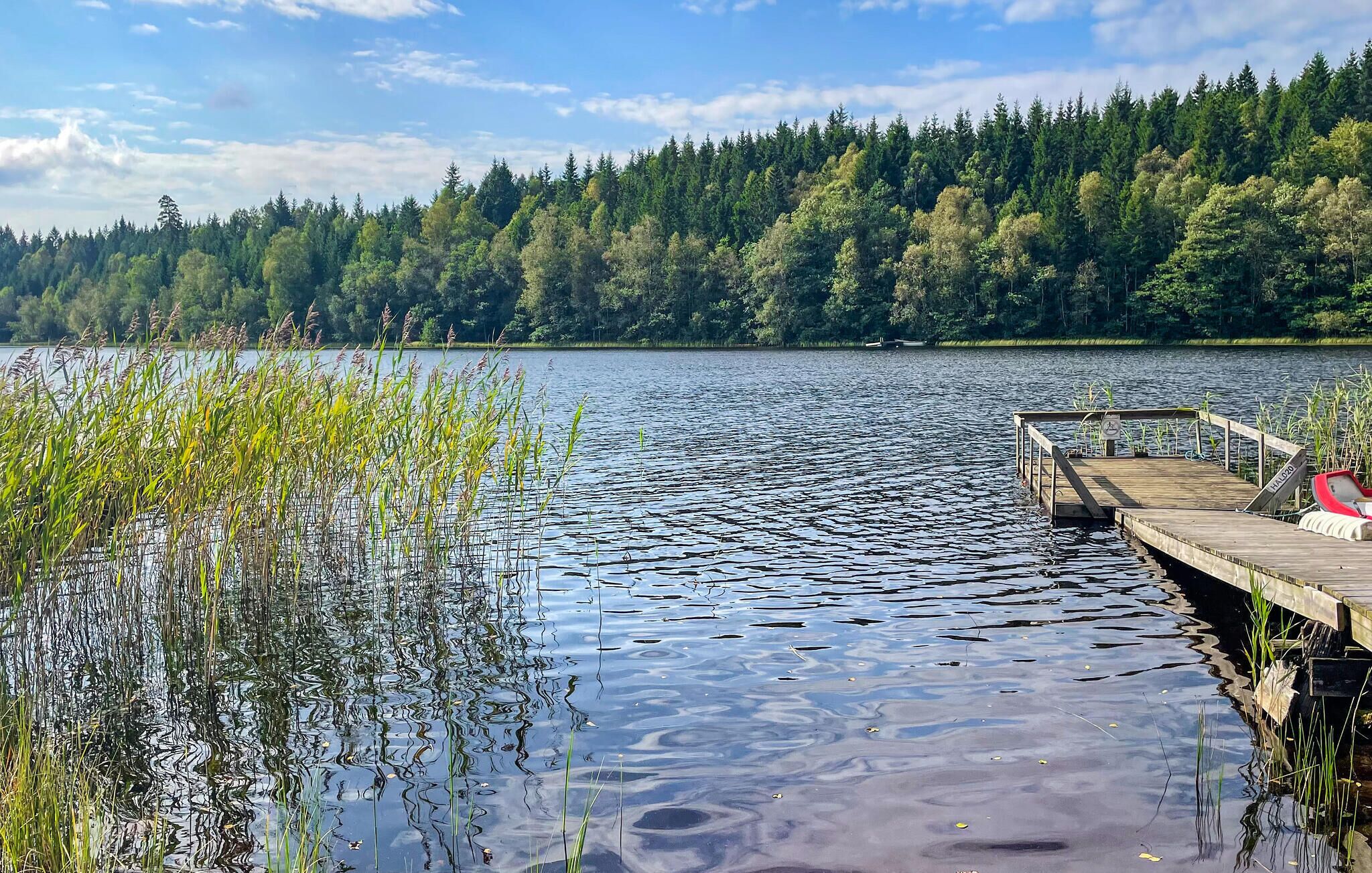 Un lago tranquilo con un muelle de madera que se adentra en el agua, rodeado de un bosque denso.