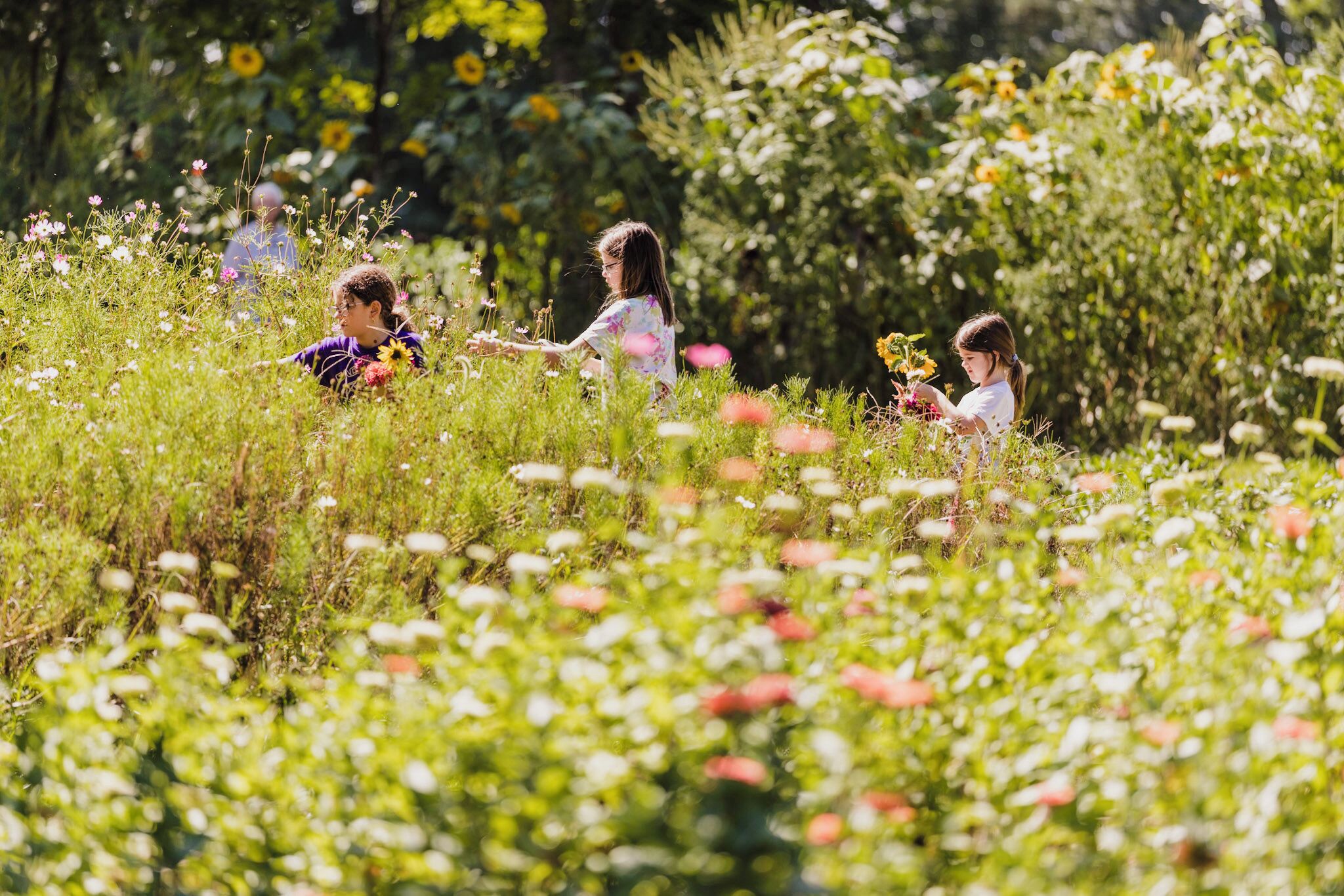 A garden with various plants and flowers.