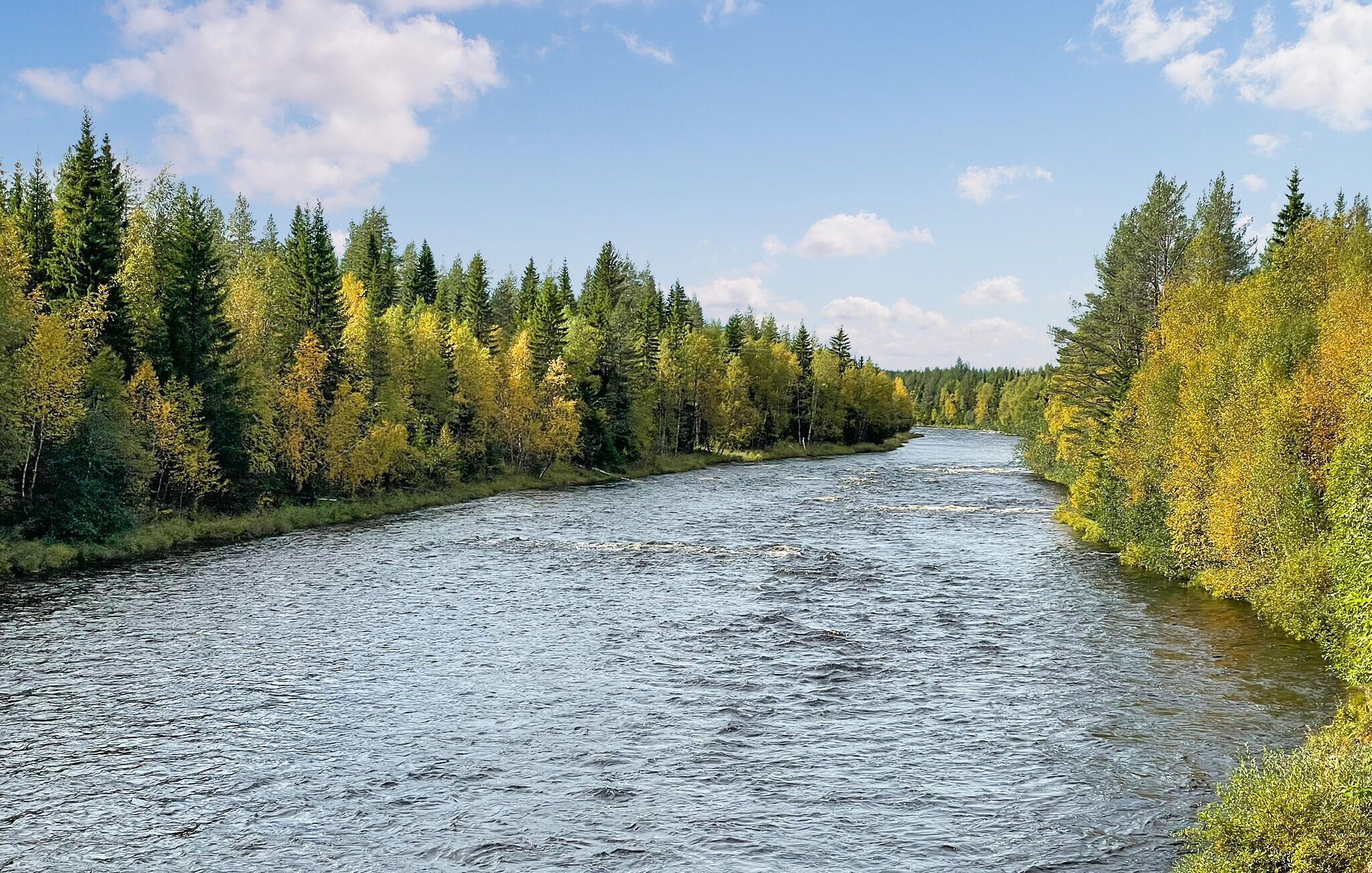 A river flowing through a forest with dense trees on both sides.