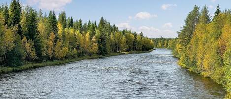 A river flowing through a forest with dense trees on both sides.