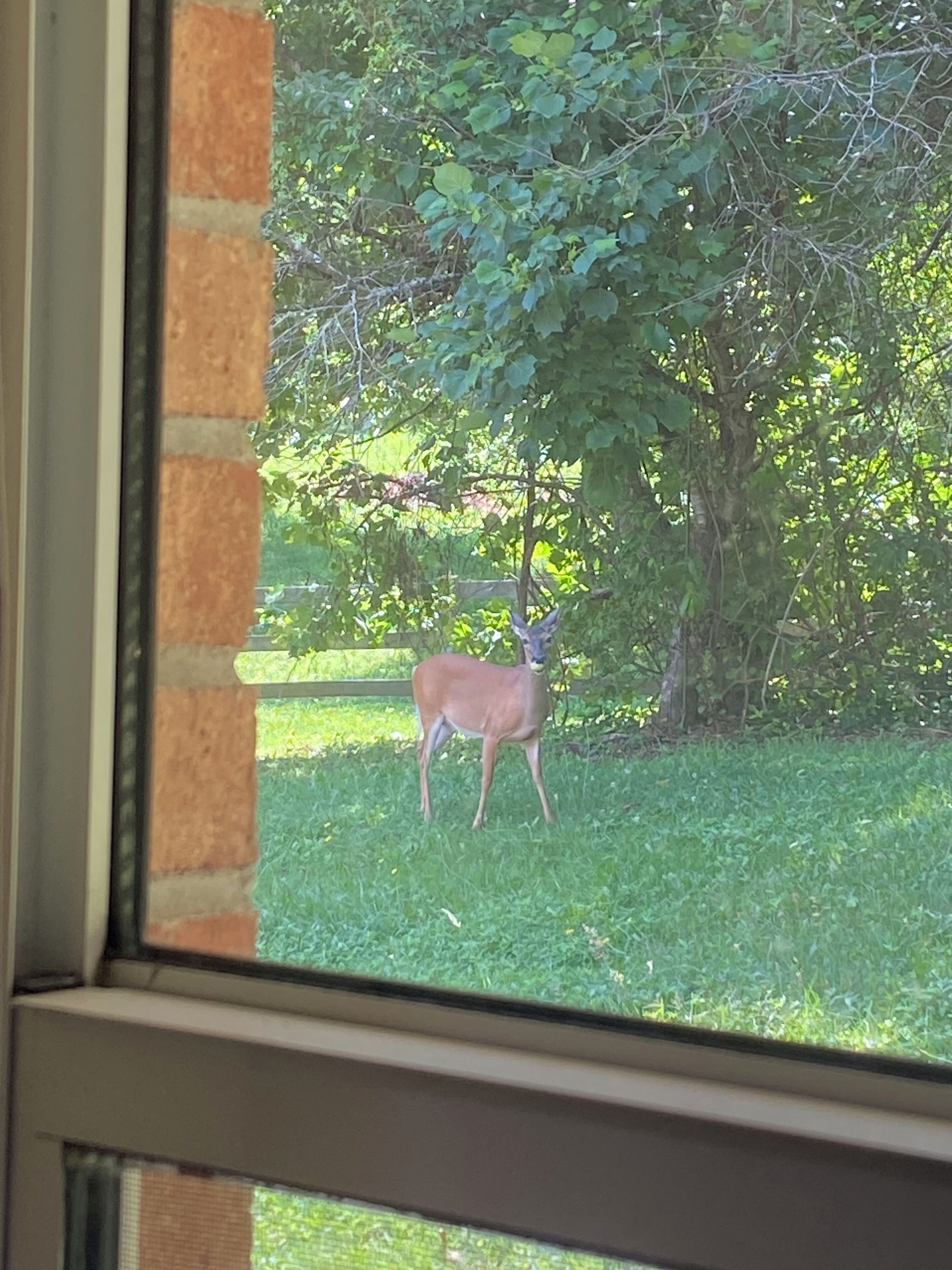 A deer standing in a grassy area with trees in the background.