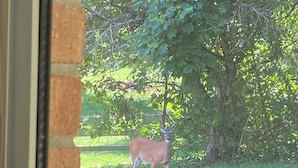 A deer standing in a grassy area with trees in the background.