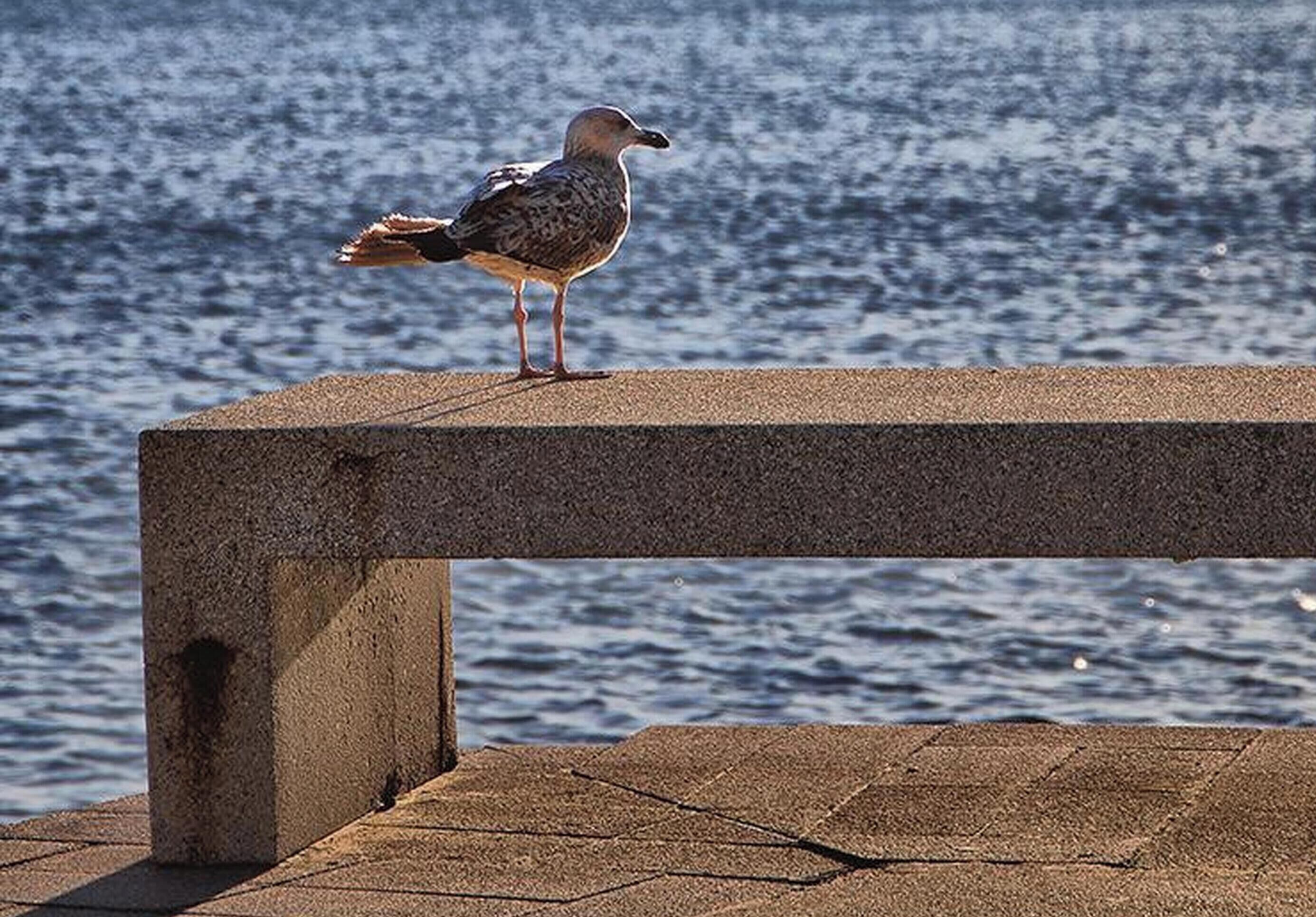 A seagull perched on a concrete bench by the water.