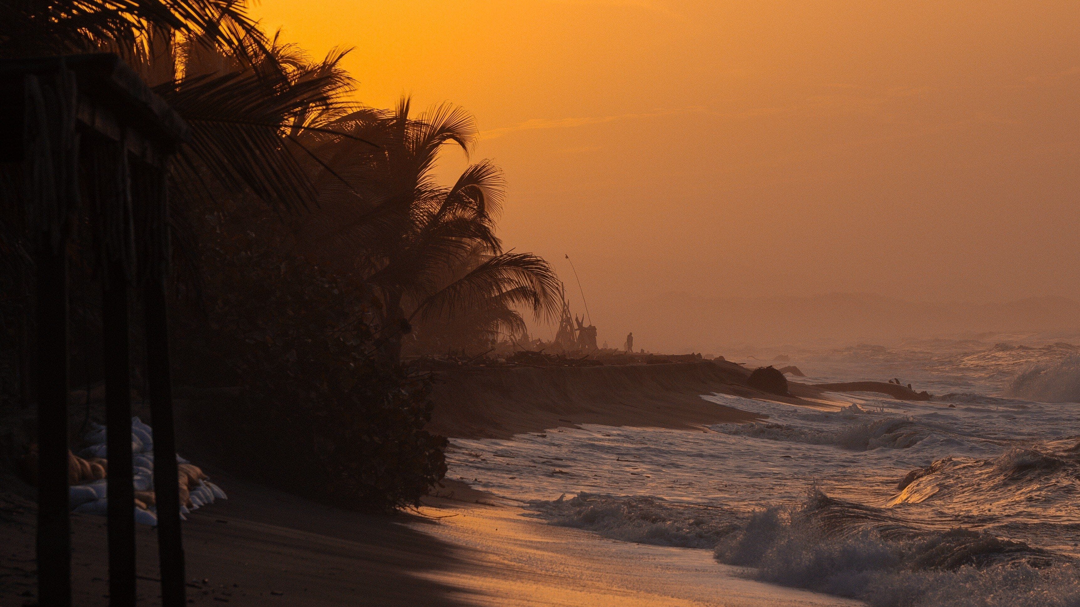 A beach with palm trees and waves.