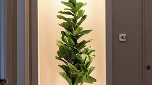A hallway with a potted plant in a white pot, a door on the right, and a light switch on the wall. - The Bay Suite - Donnini Apartments (Troon)