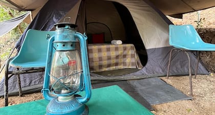 Wild Paradise Camp