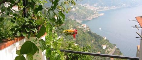 Àrea exterior de l'allotjament