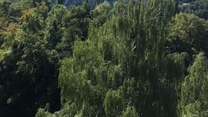 A mountainous landscape with dense forest. - Vacation apartment Lona, 1-3 pers., 45 sqm, living/bedroom (Bad Reichenhall)