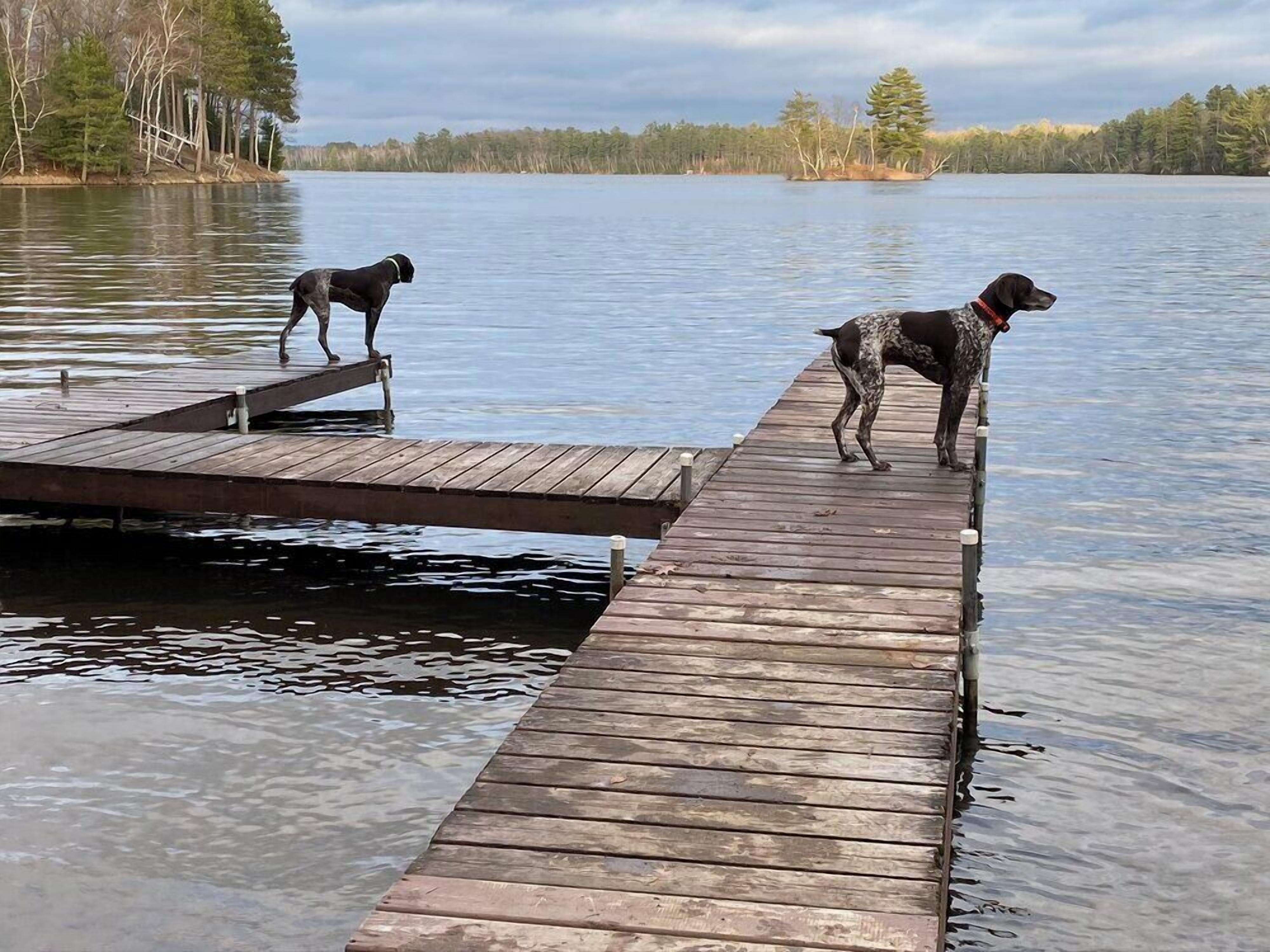 Un muelle de madera se extiende sobre un lago tranquilo, con árboles al fondo.