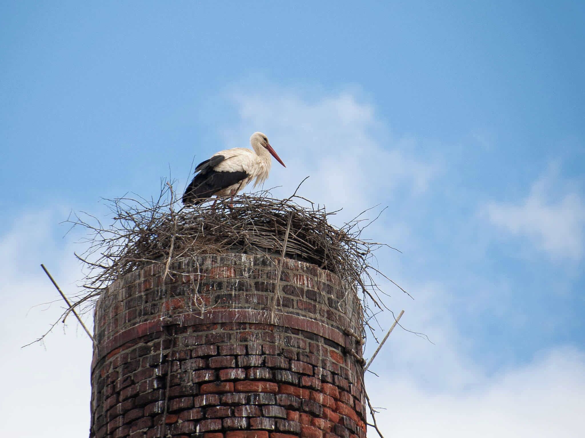 A stork standing on a nest atop a brick structure.