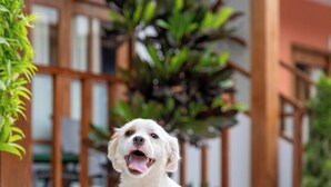 A white dog sitting on a concrete patio with a wooden pergola and greenery in the background. - Casa de Campo Bungalows & Suites (Cieneguilla)