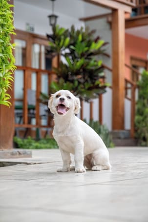 Acepta mascotas. Casa de Campo Bungalows & Suites