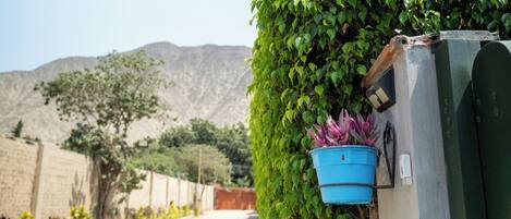 A paved road with a green hedge and a blue planter on a wall.