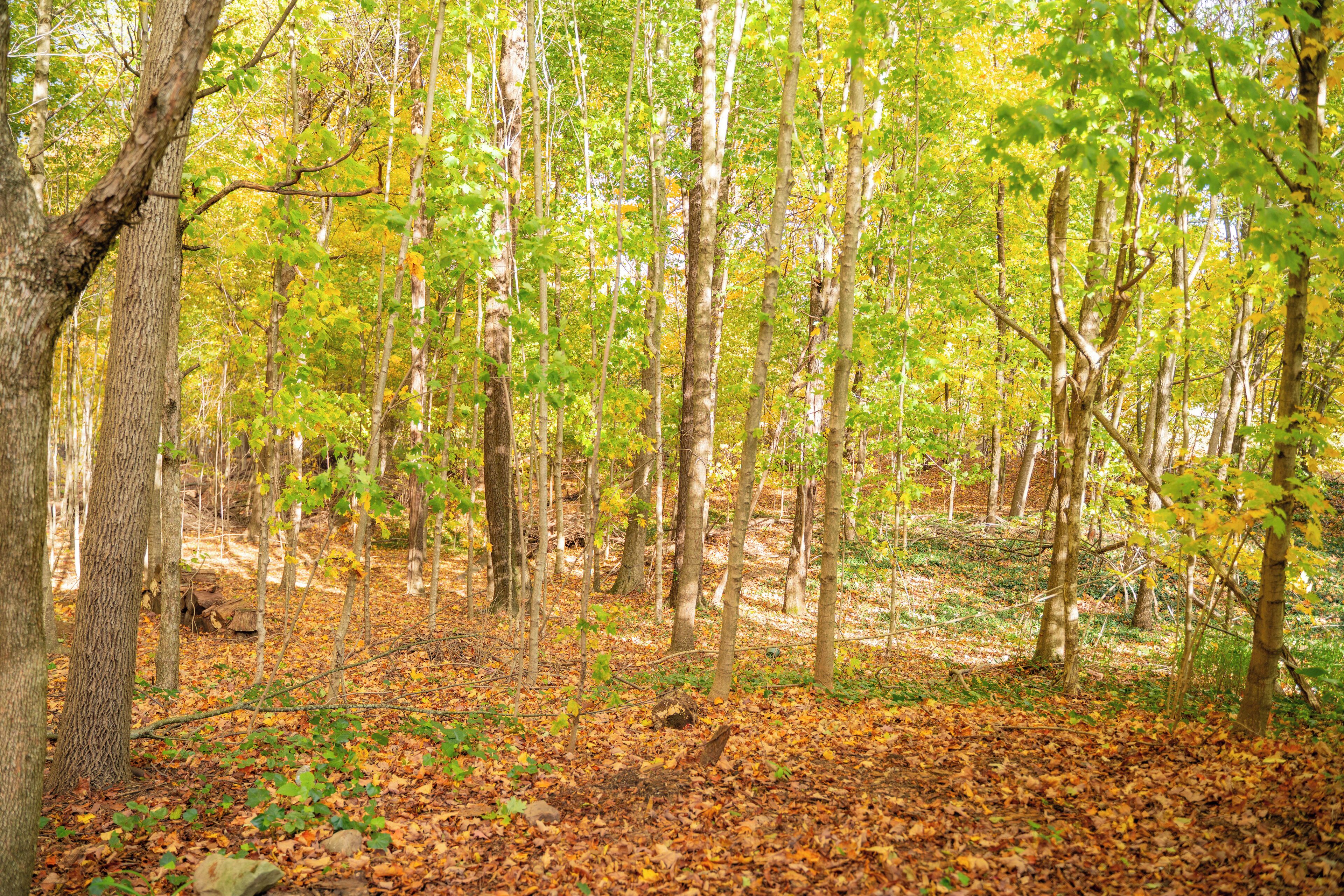 Ein Wald mit hohen Bäumen und einem Boden, der mit herabgefallenen Blättern bedeckt ist.