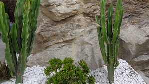 Formación rocosa con dos cactus y un arbusto pequeño al frente.