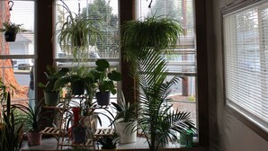 A room with a large window, a wooden plant stand, and several potted plants. - Kelso Pitstop (Kelso)