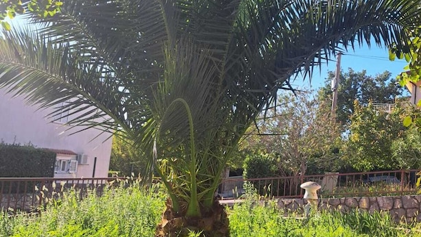 Una palmera en un jardín ajardinado con césped y otras plantas.