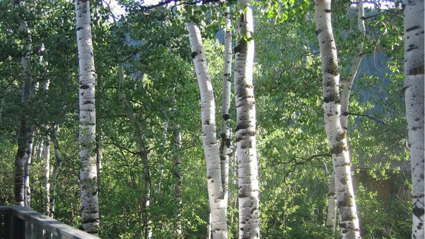 A forest with birch trees and a wooden bridge.
