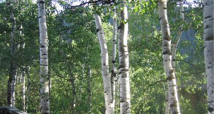 Classic Aspen 3-Bedroom w/ Views of the Valley