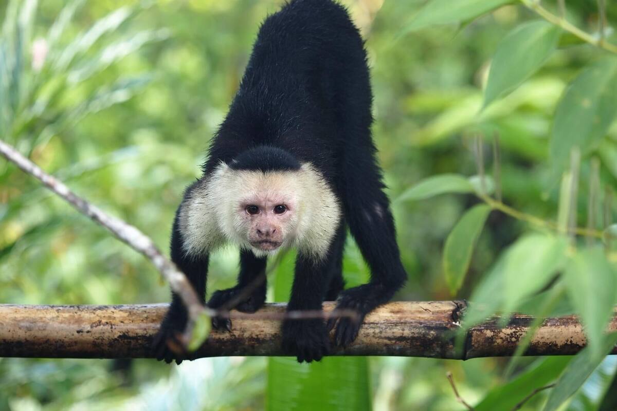 Un singe perché sur une branche, entouré de verdure.