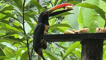 Un toucan était perché sur une structure en bois, entouré d’un feuillage verdoyant et luxuriant.