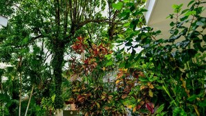 A lush indoor garden with various tropical plants and trees, a tiled floor, and a white wall in the background. - Hotel tropical casa blanca  (Playa del Carmen)