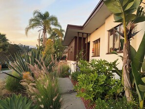 A house with a pathway leading to the entrance, surrounded by various plants and trees. - Classic 1950 Mid Century Modern Home in the San Rafael Hills (Pasadena)