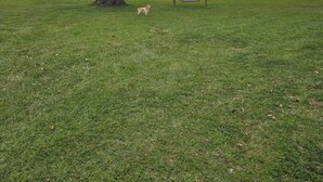 A grassy park area with a large tree, a bench, and a dog. - “Waterfront Getaway on Wheeler Lake – Private Dock & Boat Ramp” (Hillsboro)