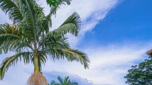 A lush garden with palm trees, a gazebo, and a well-maintained lawn. - Finca Hotel El Ocaso Quimbaya (Quindío)
