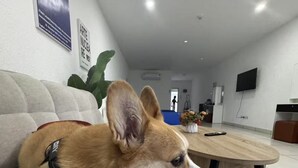Um cão deitado num sofá cinzento numa sala de estar moderna, com uma televisão de tela plana na parede e uma mesa de centro de madeira.