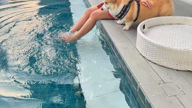 Uma área de piscina com um cachorro e uma pessoa sentada à beira da piscina.
