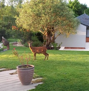 Property grounds - Within walking distance: Rivers, Chateaux, Parks, Vélo Francette, accommodation with swimming pool (Grez-Neuville)