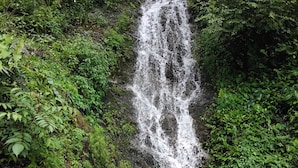 Una cascada rodeada de abundante vegetación.