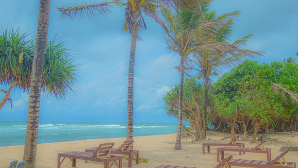 A beach with wooden lounge chairs and palm trees. - Blue Water Paradise Akurala (Akurala)