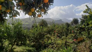 Un exuberante jardín con diversas plantas y árboles, incluyendo un naranjo destacado con frutos maduros.
