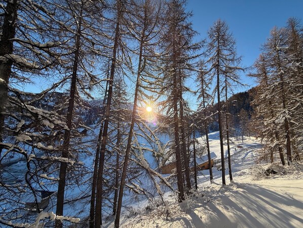 A snowy forest with tall trees and a clear blue sky.