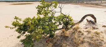 The Guest Room - B&B at 300 meters from the nature reserve Loonse and Drunense Dunes