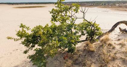 The Guest Room - B&B at 300 meters from the nature reserve Loonse and Drunense Dunes