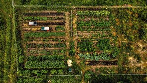 An aerial view of a farm with multiple crop rows and a small building.