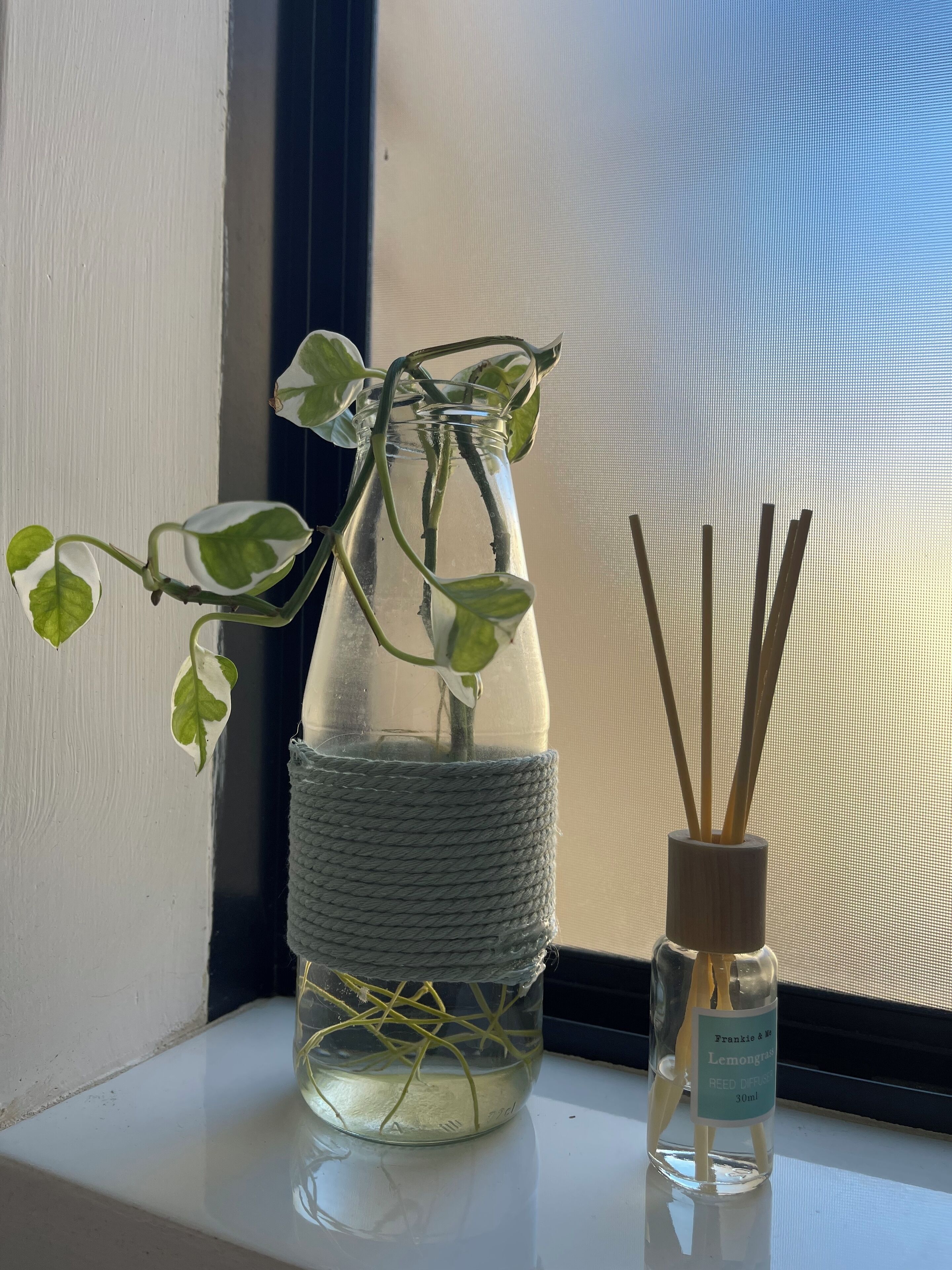 Un vas de vidre transparent amb una planta sobre un davantà de finestra, al costat d'un difusor de canyes.