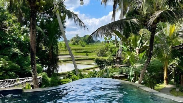 A swimming pool surrounded by lush greenery and palm trees.