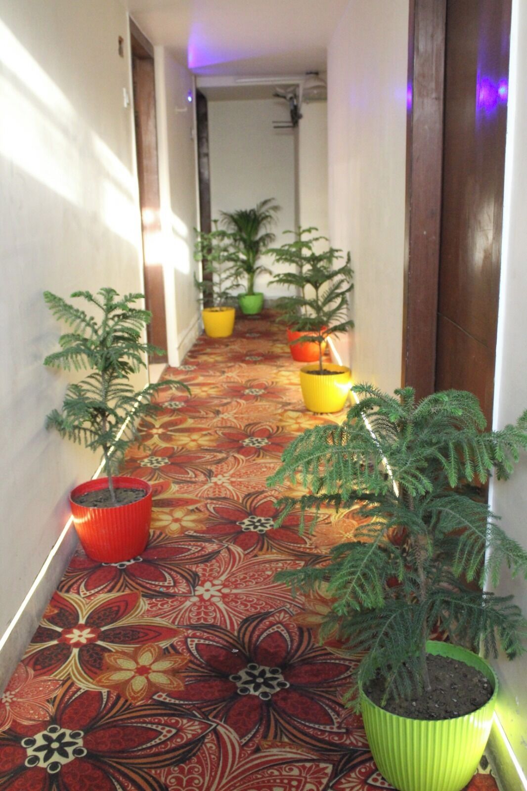 A hallway with a patterned carpet and potted plants along the sides.