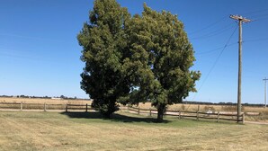 Un grand arbre se dresse dans un champ herbeux, bordé d’une clôture en bois et à proximité d’un poteau électrique.