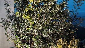 Un arbre avec une source de lumière près de sa base, se détachant sur un ciel dégagé.