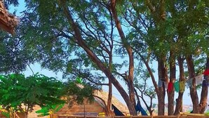 A row of blue tents with a bed inside one tent. - Shanthi Dhama Resort (Koppal)
