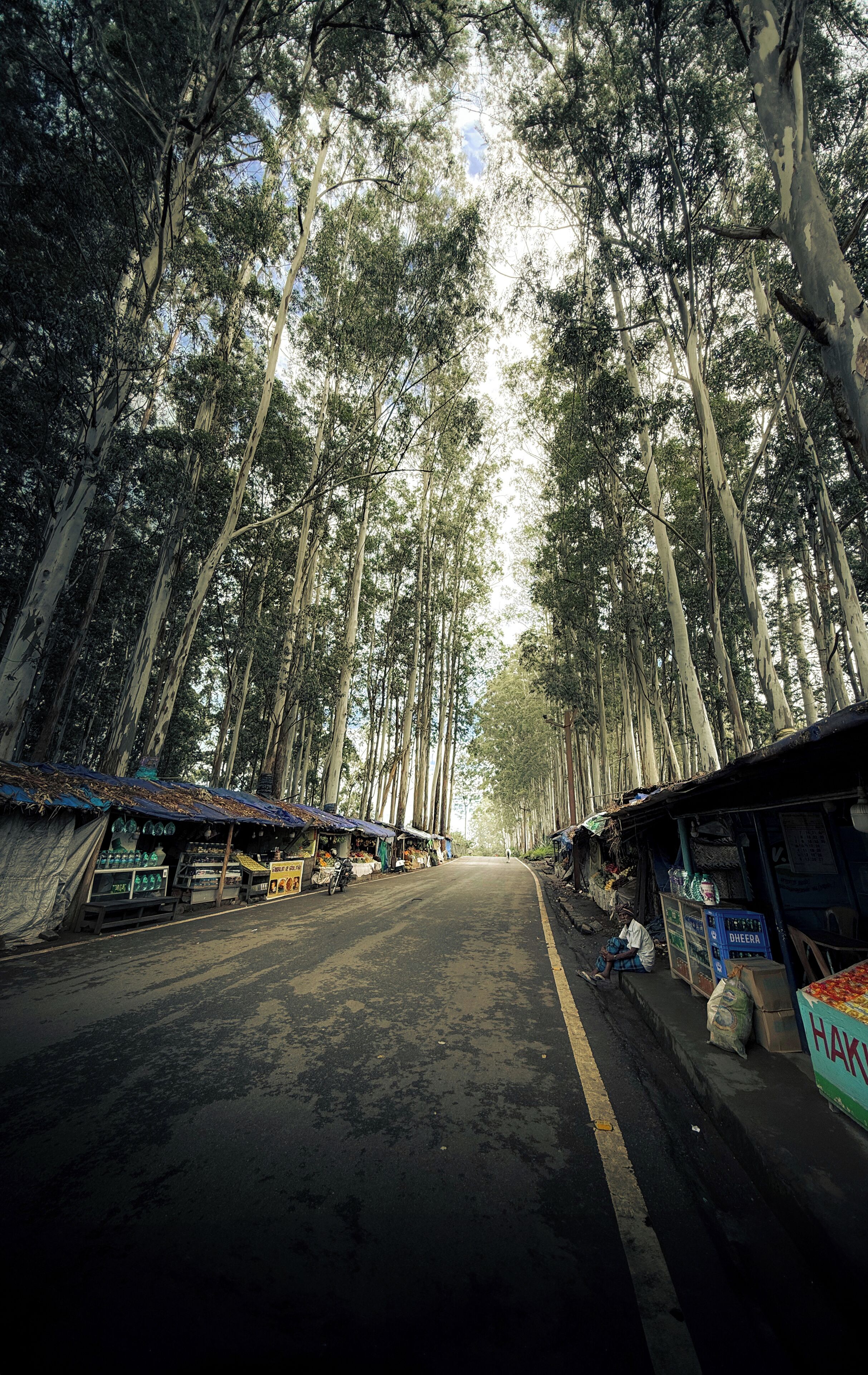 A road lined with tall trees and small roadside stalls.