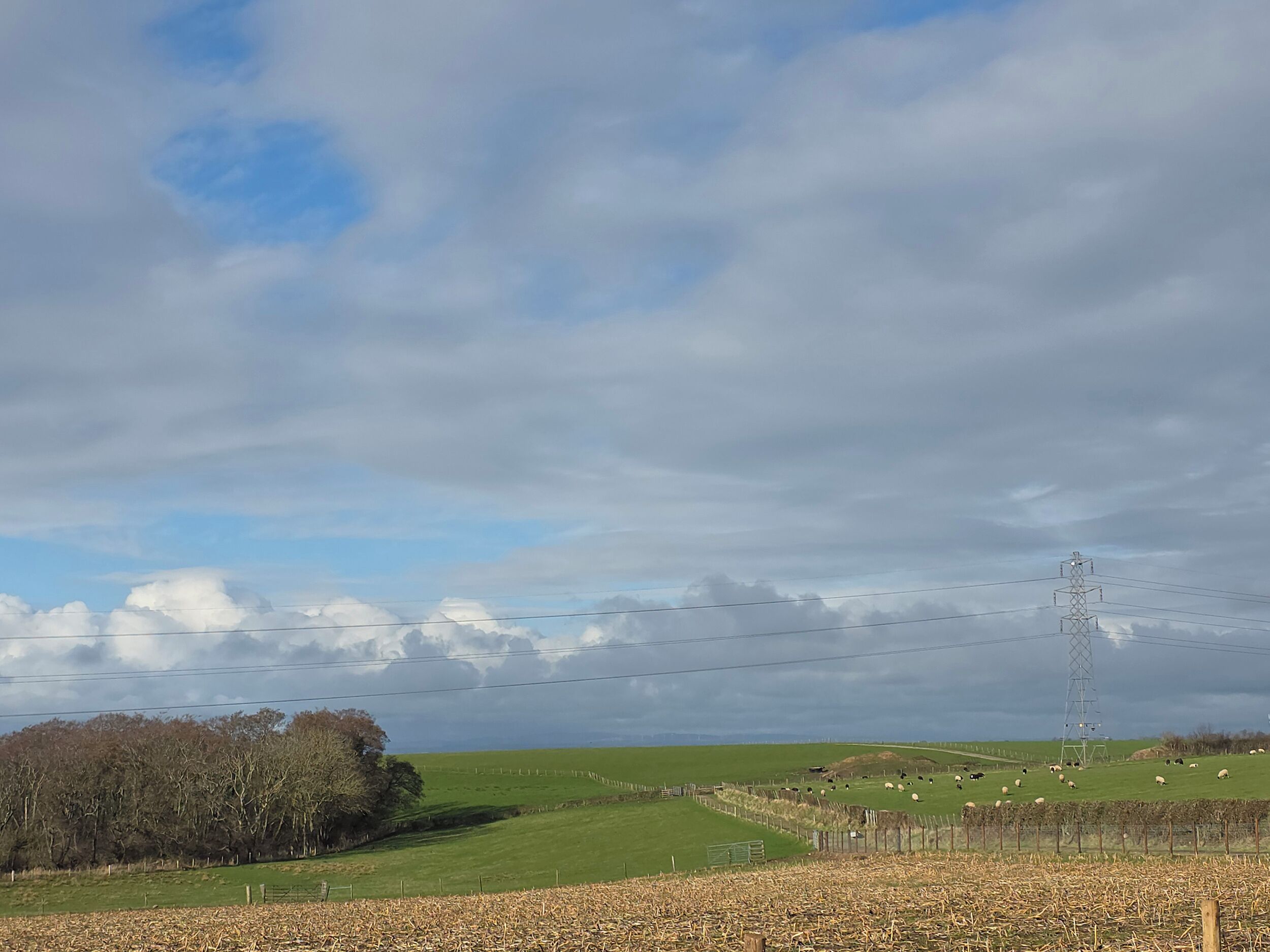 A rural landscape with a field of crops, a fence, and a power line tower.
