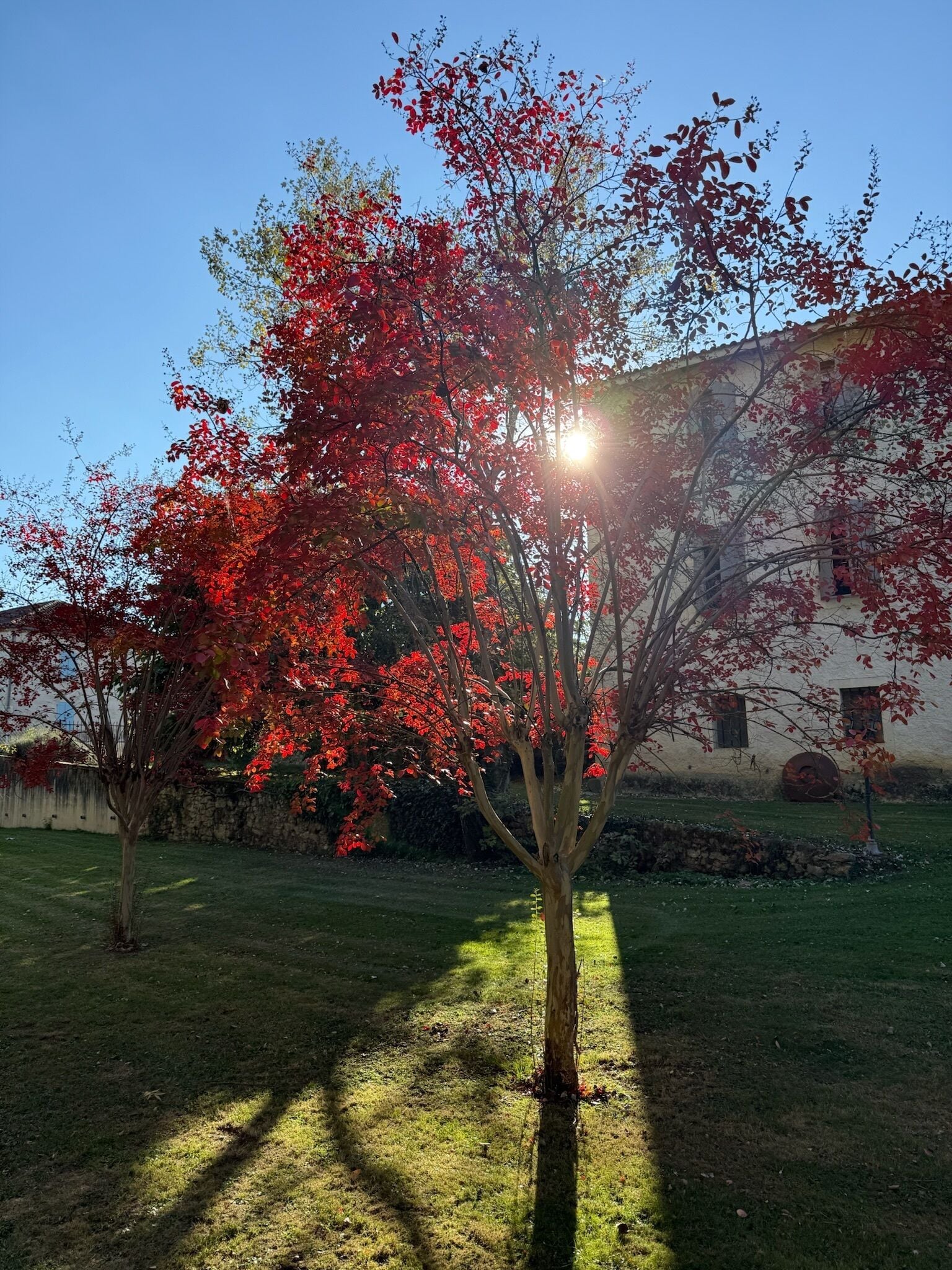 A tree with red leaves in a grassy area with a building in the background.
